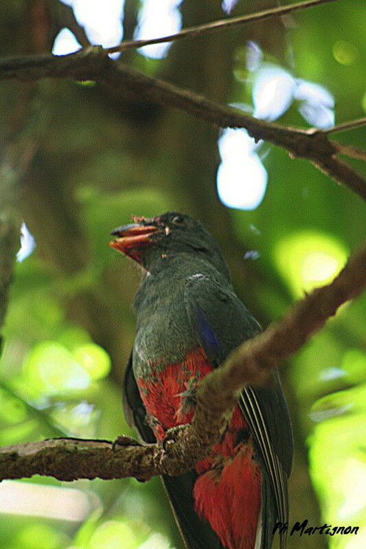 Slaty-tailed Trogon, identification