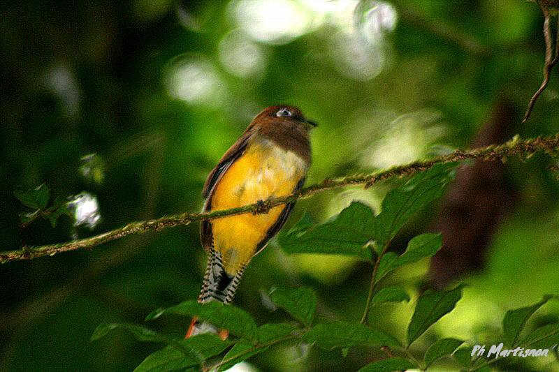 Trogon violacé, identification