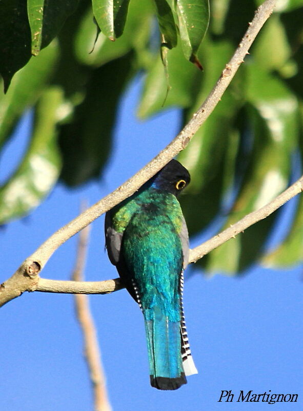 Trogon violacé