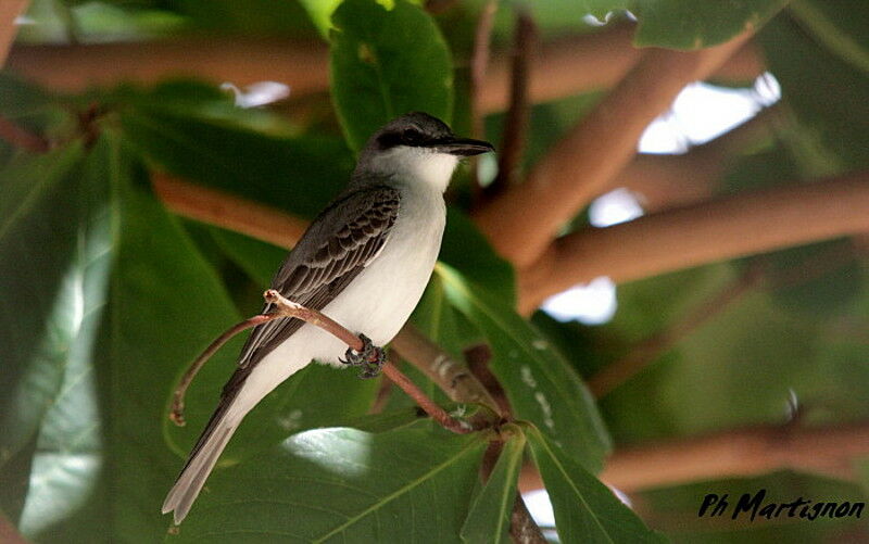 Grey Kingbird