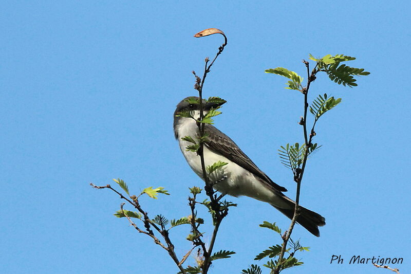 Grey Kingbird, identification