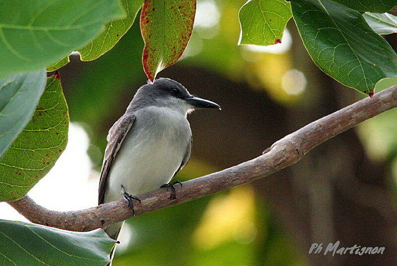 Grey Kingbird