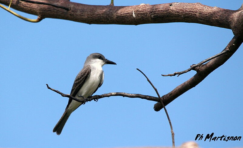 Grey Kingbird