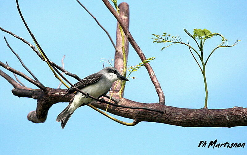 Grey Kingbird