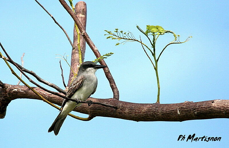 Grey Kingbird