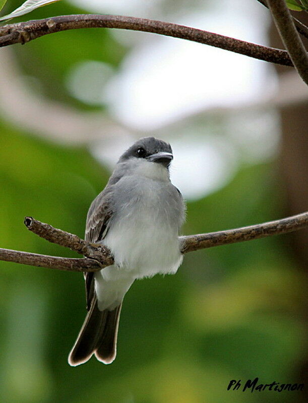 Grey Kingbird