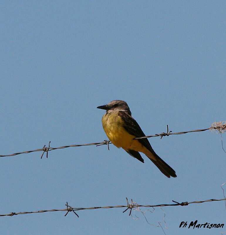 Tropical Kingbird