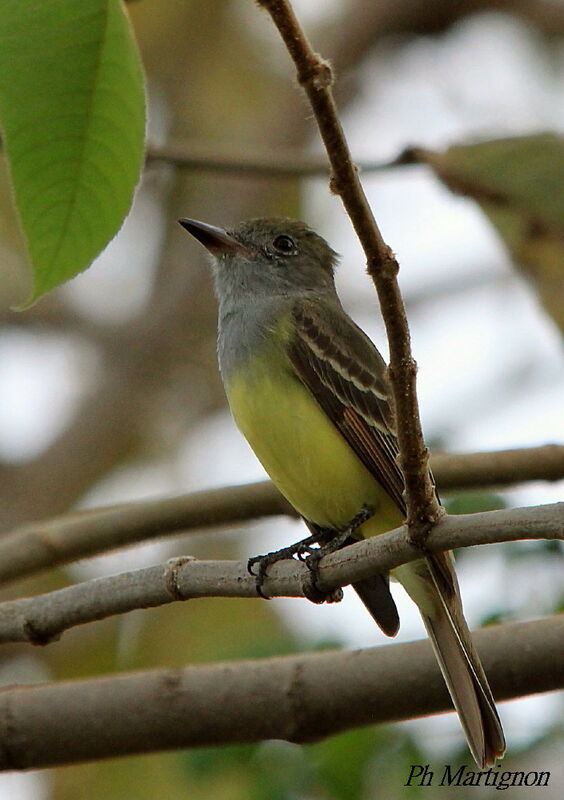 Tropical Kingbird, identification