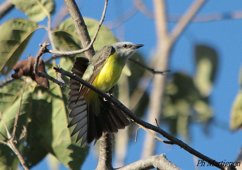 Tropical Kingbird, identification