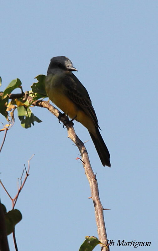 Tropical Kingbird, identification