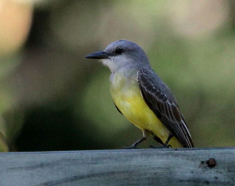 Tropical Kingbird, identification