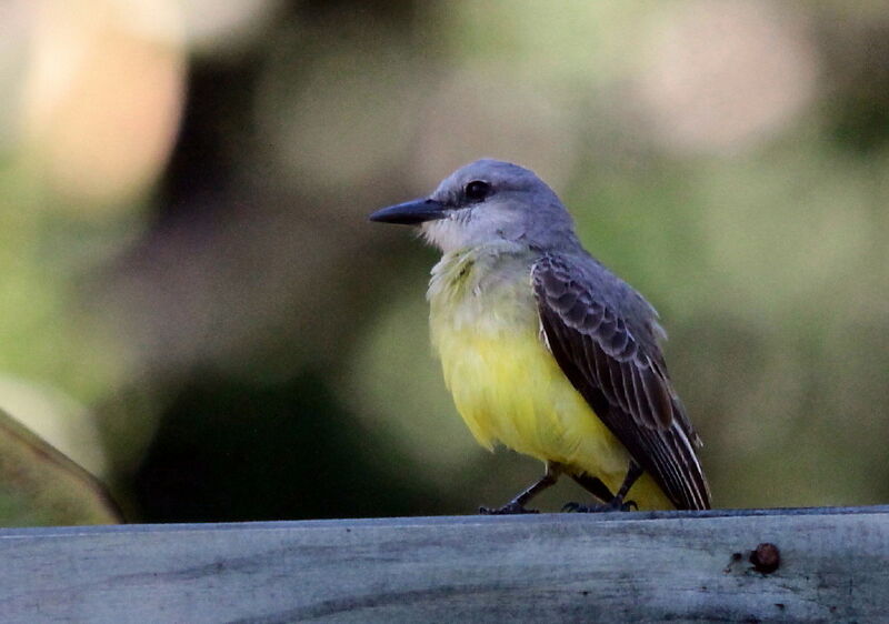 Tropical Kingbird, identification