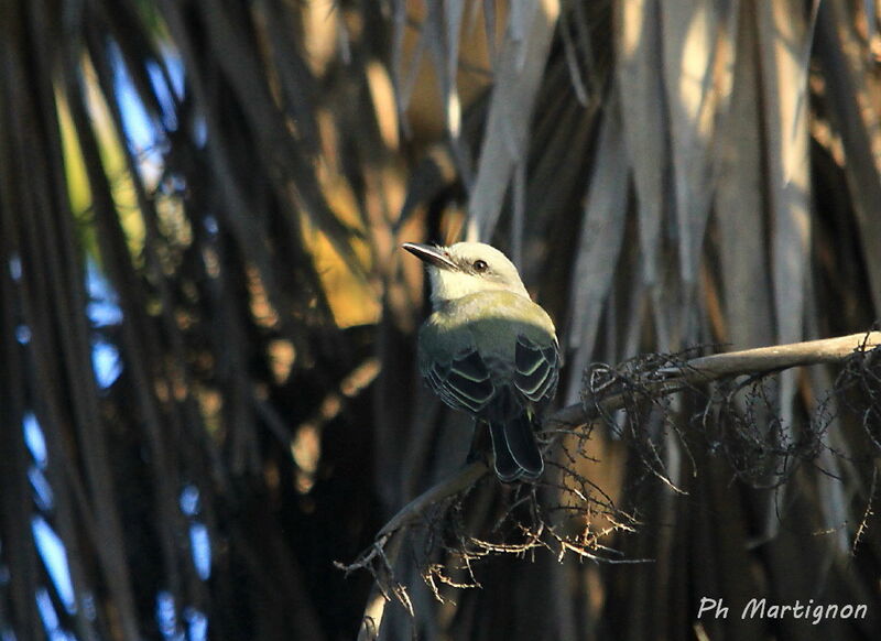 Tropical Kingbird, identification