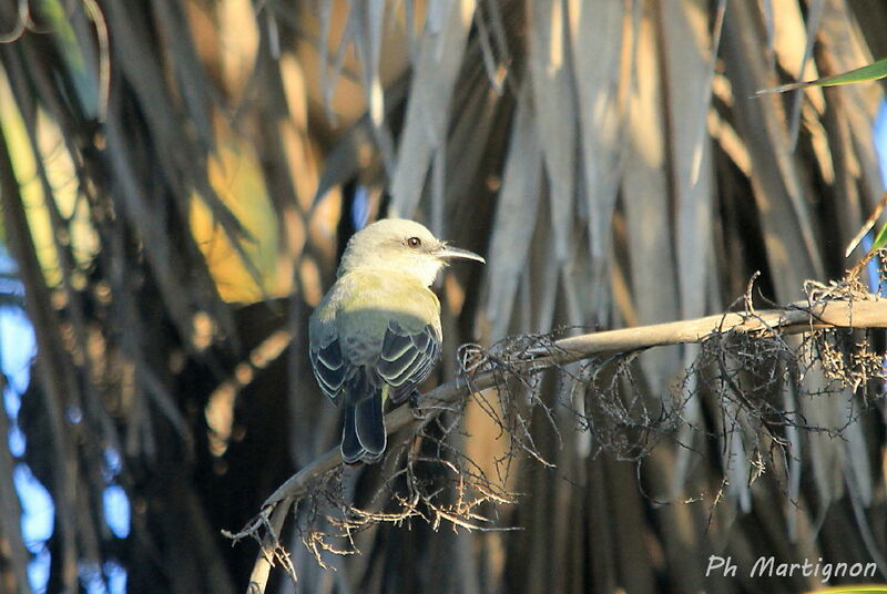 Tropical Kingbird, identification