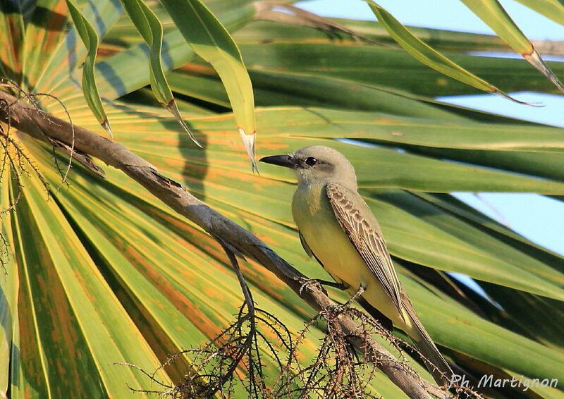 Tropical Kingbird, identification