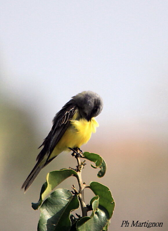 Tropical Kingbird, identification