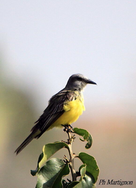 Tropical Kingbird, identification