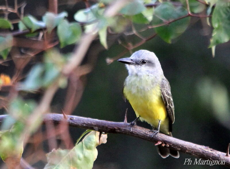 Tropical Kingbird, identification