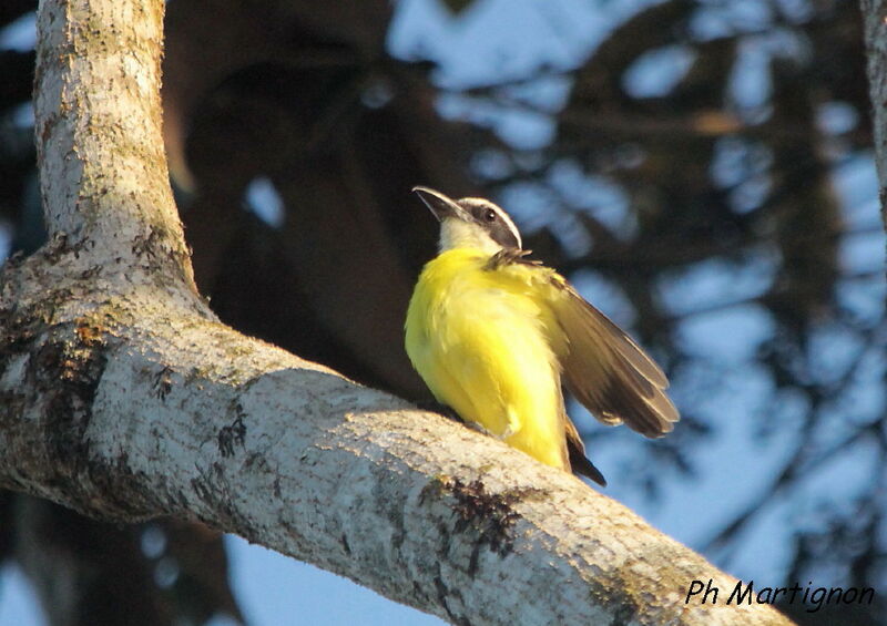 Boat-billed Flycatcher, identification