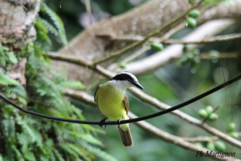 Great Kiskadee