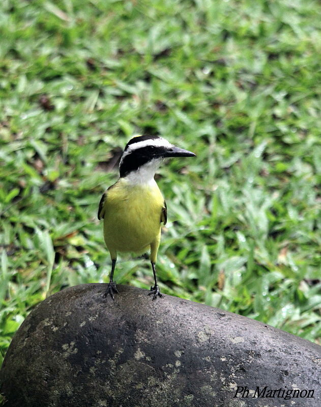 Great Kiskadee