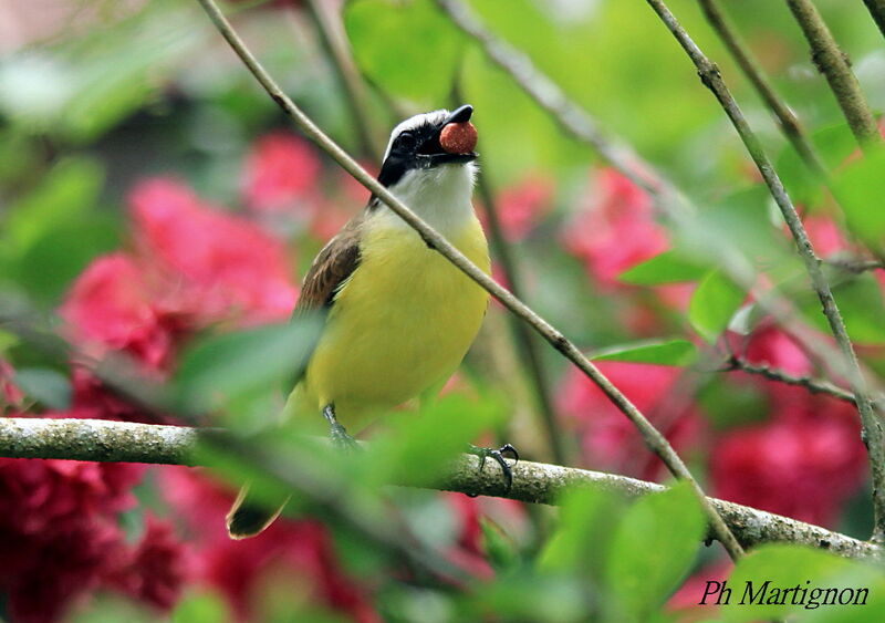 Great Kiskadee