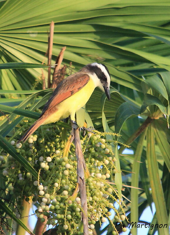 Great Kiskadee, identification