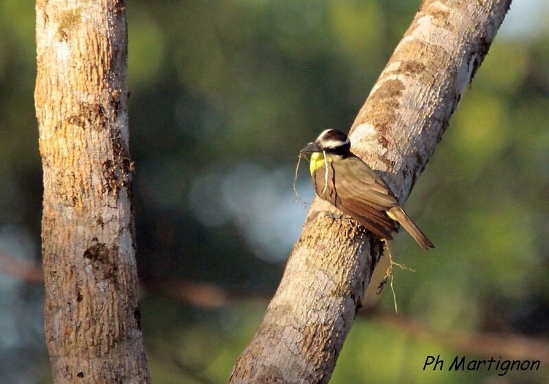 Great Kiskadee, identification