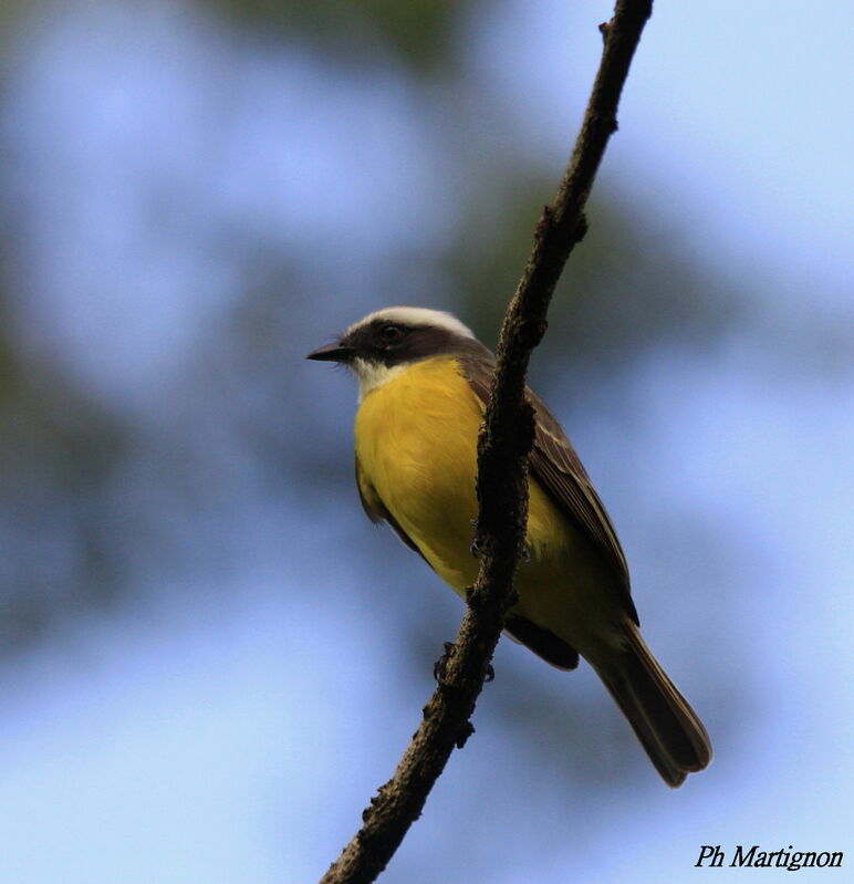 Great Kiskadee