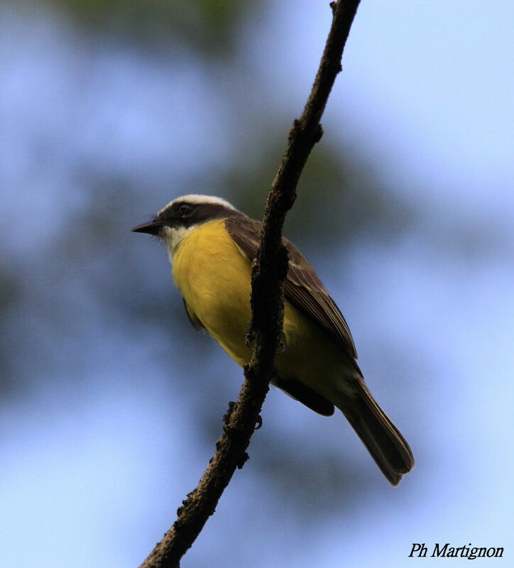 Great Kiskadee