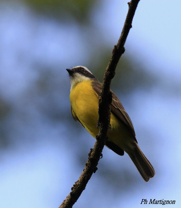 Great Kiskadee