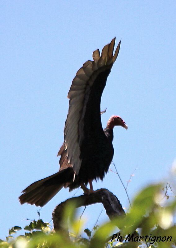 Urubu à tête rouge