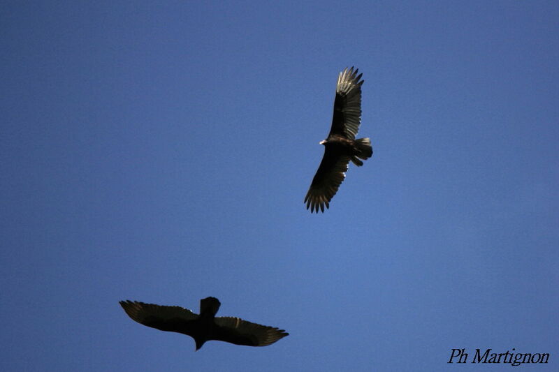 Black Vulture