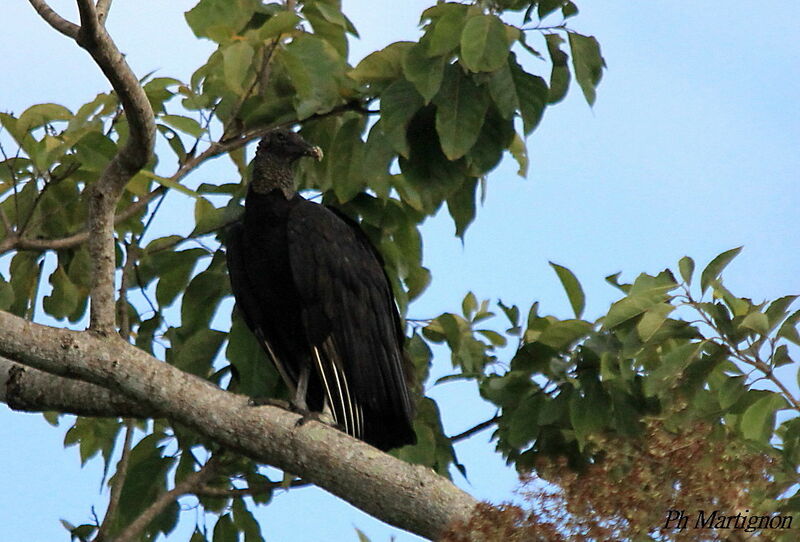 Black Vulture