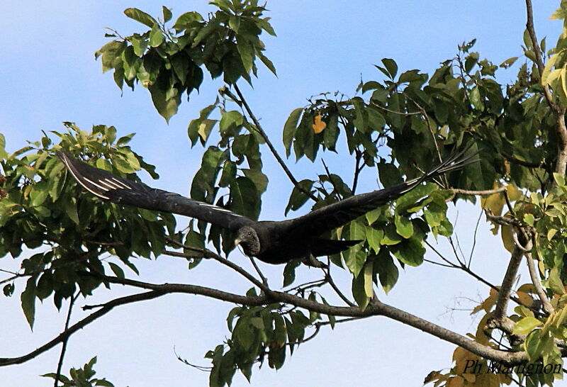 Black Vulture