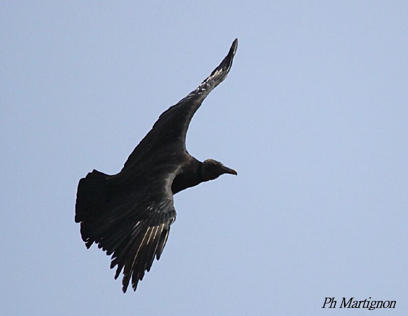 Black Vulture, Flight