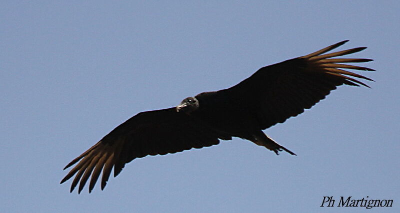 Black Vulture, Flight