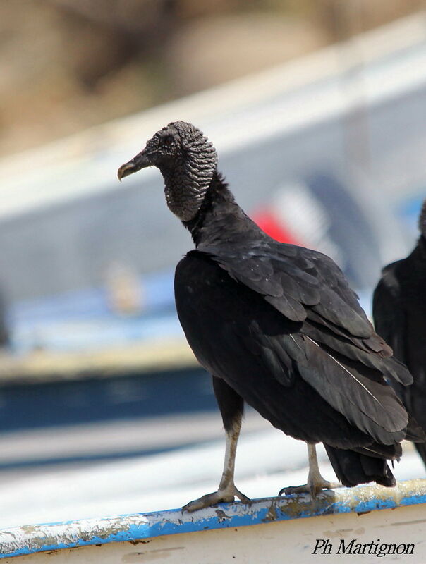 Black Vulture, identification