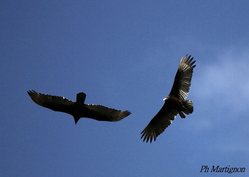 Black Vulture