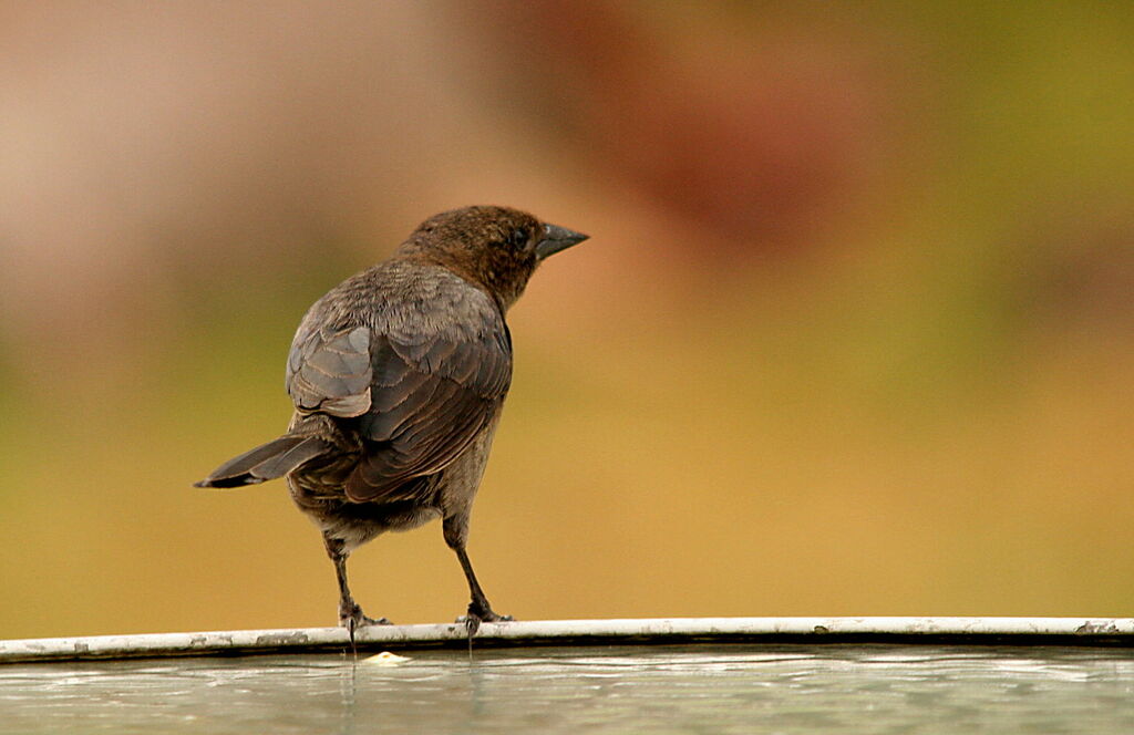 Vacher luisant femelle, identification