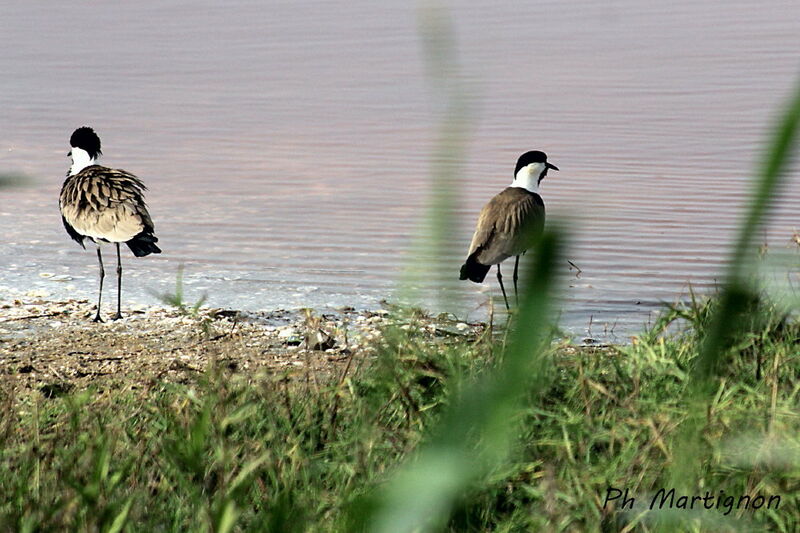 Spur-winged Lapwing