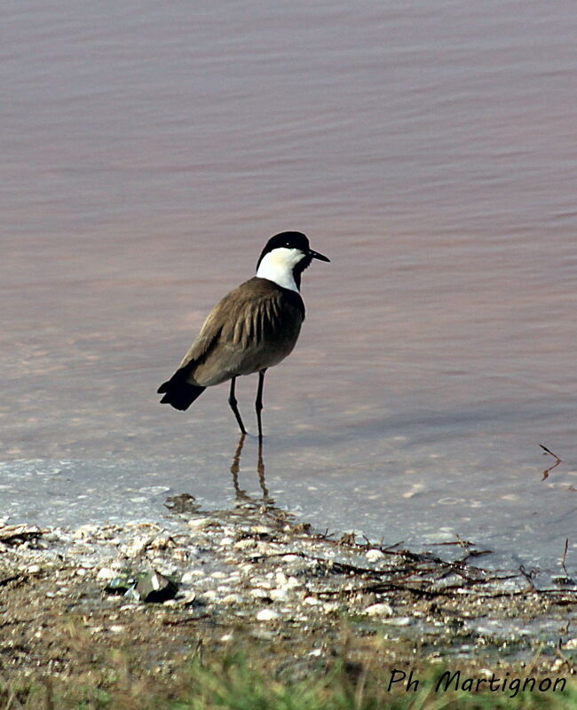 Vanneau éperonné, identification