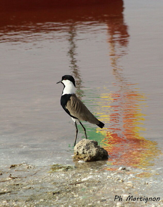 Vanneau éperonné, identification