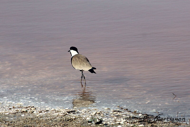 Vanneau éperonné, identification