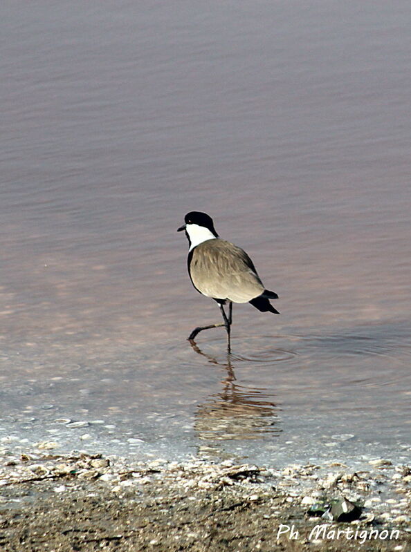 Vanneau éperonné, identification