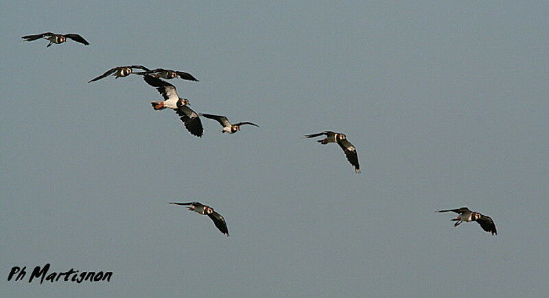 Northern Lapwing, Flight