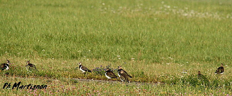 Northern Lapwing, identification