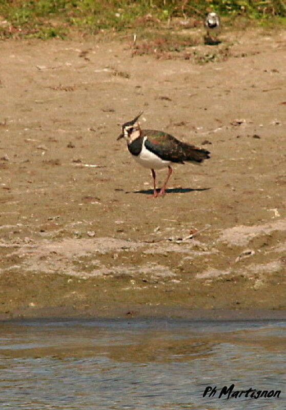 Northern Lapwing, identification