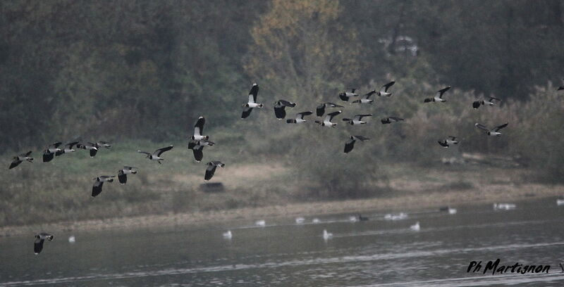 Northern Lapwing