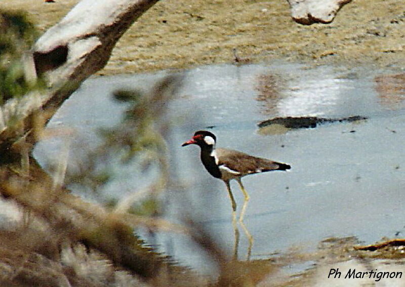 Vanneau indien, identification